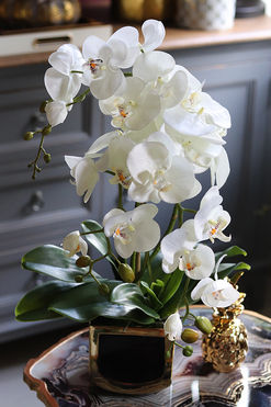 Black&Gold Prima, elegancki storczyk w ceramicznej donicy, wys.52cm