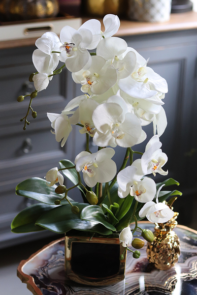 Black&Gold Prima, elegancki storczyk w ceramicznej donicy, wys.52cm