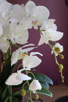 Tellonea Silver, sztuczny storczyk w lustrzanej donicy, wys.51cm