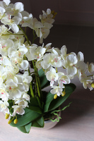 Luizjana, storczyk w delikatnie złotym lustrzanym naczyniu, wys.60cm