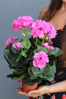 doniczkowa pelargonia Jaskraworóżowa, wysokiej jakości sztuczne kwiaty, wys.36cm