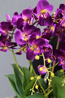 Purple Rain, fioletowy storczyk w antracytowej donicy, wys.60cm