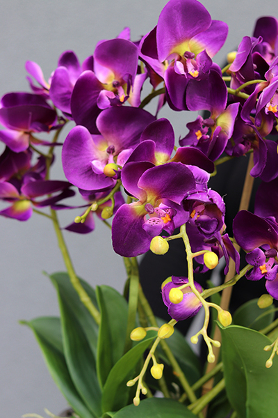 Purple Rain, fioletowy storczyk w antracytowej donicy, wys.60cm