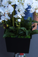 gęsty sztuczny storczyk Mediolan w czarnym wkładzie do donicy, wys.110cm