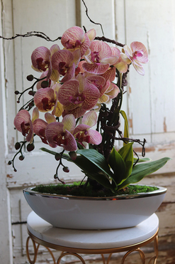 storczyk Laos Granada Berago w białej donicy łódce, ze srebrnym rantem, wys.49cm