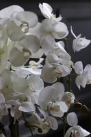 duży storczyk w ozdobnej donicy, Tedora, wys.70cm