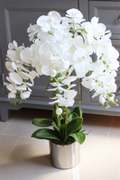 Figaro Silver, duży storczyk w lustrzanej donicy, wys.80cm 