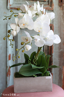 Dorotti, storczyk w betonowej donicy, wys.52cm 