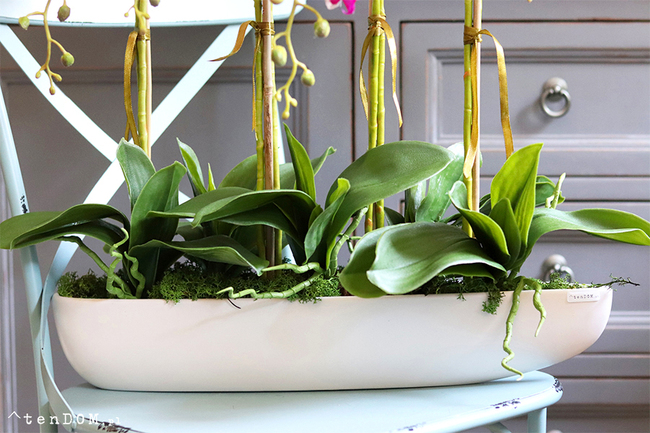 Morsztynowo Pink, storczyk w długiej, wąskiej donicy, wys.58cm 