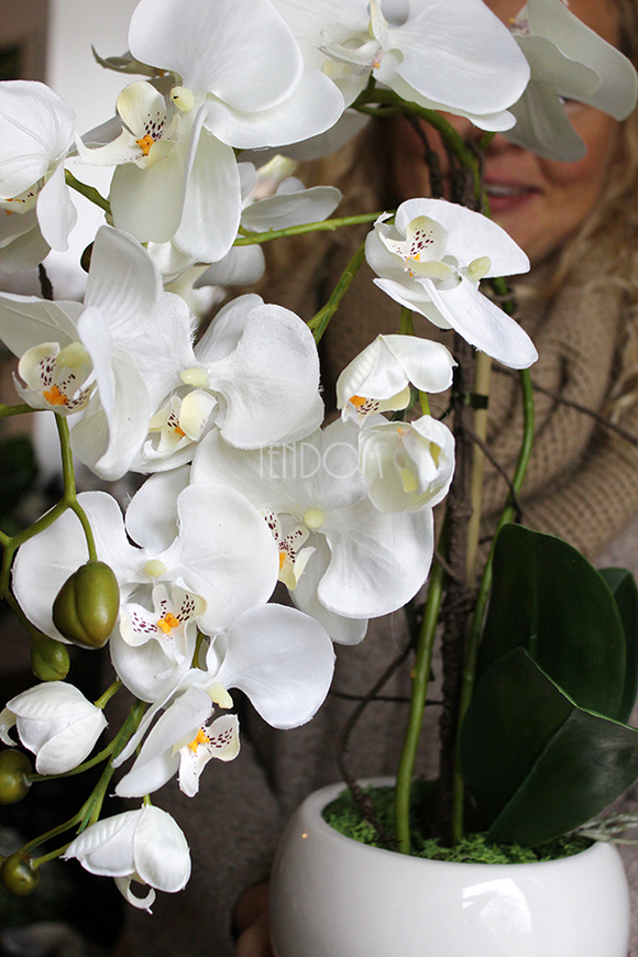 storczyk Senna w minimalistycznej donicy, wys.45cm