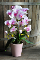 storczyk Polyanna w pastelowej różowej donicy, wys.60cm