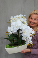 Cremoso storczyk w podłużnej donicy ecru, wys.50cm