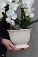 storczyk Palazzo mały w kremowej donicy wys.42cm