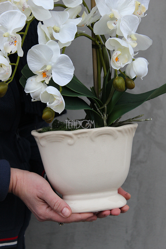 storczyk Palazzo mały w kremowej donicy wys.42cm