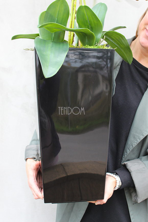 bardzo duży storczyk Emilie Grande Black w minimalistycznej donicy, wys.120cm