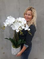 Klanassa 2, storczyk w pięknie zdobionej donicy, wys.63cm