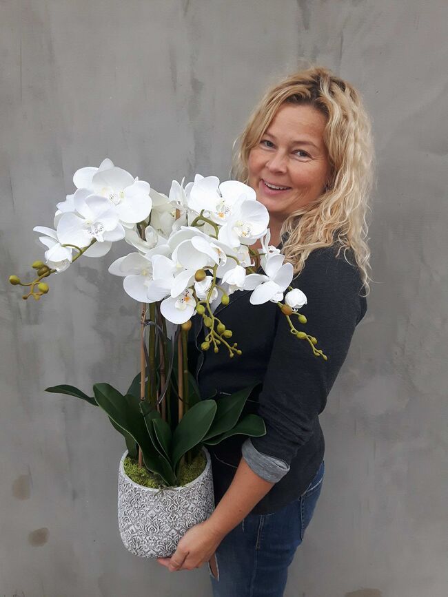 Klanassa 2, storczyk w pięknie zdobionej donicy, wys.63cm