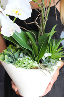 nietuzinkowy storczyk sztuczny Panata, wys.54cm