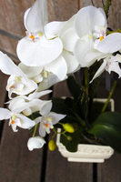 storczyk sztuczny Belladonna, wys.57cm