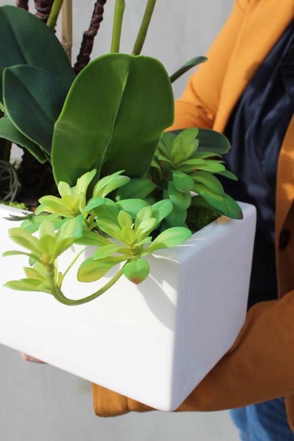 Alana, storczyk w minimalistycznej donicy, wys.50cm