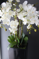 duży storczyk Mediolan w czarnej donicy, wys.118cm