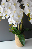 biały storczyk Wood w nowoczesnej, drewnianej donicy wys.90cm