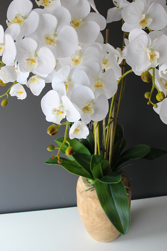 biały storczyk Wood w nowoczesnej, drewnianej donicy wys.90cm