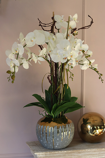 Vesuviana, elegancki storczyk w donicy oblanej złotem, wys.82cm