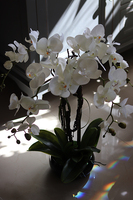 storczyk Camilla Small w ceramicznej, czarnej donicy, wys.66cm