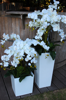 storczyk White House 2 Grande w minimalistycznej donicy, wys.90cm