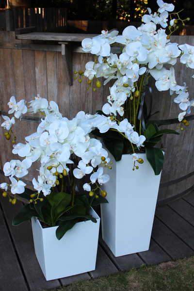 storczyk White House 2 Grande w minimalistycznej donicy, wys.90cm