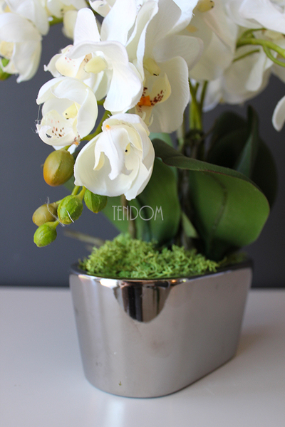 storczyk Mini Silver w minimalistycznej donicy, wys.30cm