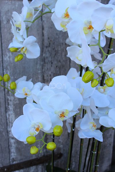 Andaluzja A storczyk sztuczny - wkład do donicy, wys.120cm