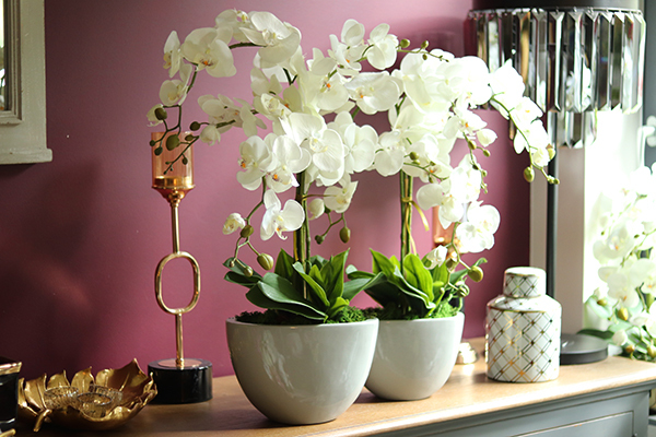 Cinderella Grey Big, elegancki storczyk w szarej donicy, wys.74cm 