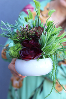 Kretoma, kompozycja sukulenty w okrągłej donicy, wys.18cm