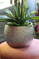 Galenna White, storczyk w srebrnej donicy glamour, wys.54cm 