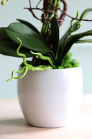 Bonti, storczyk ecru w białej donicy, wys.50cm 