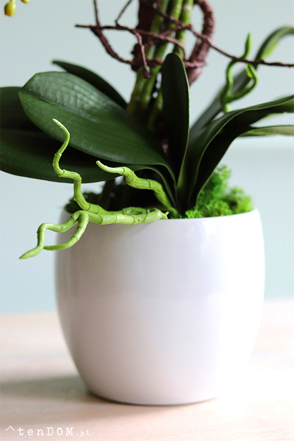 Bonti, storczyk ecru w białej donicy, wys.50cm 