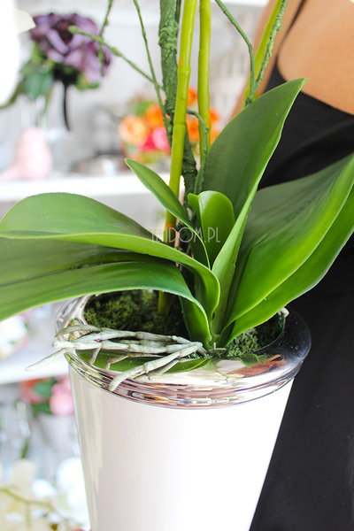 storczyk Biały w biało-srebrnej donicy, wys.55cm