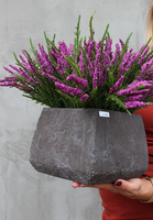 Wrzosy, kompozycja kwiatowa w ceramicznej kwadratowej donicy, wys.33cm   