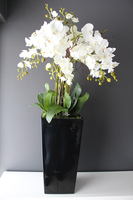 duży storczyk Mediolan w czarnej donicy, wys.118cm