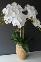 biały storczyk Wood w nowoczesnej, drewnianej donicy wys.90cm