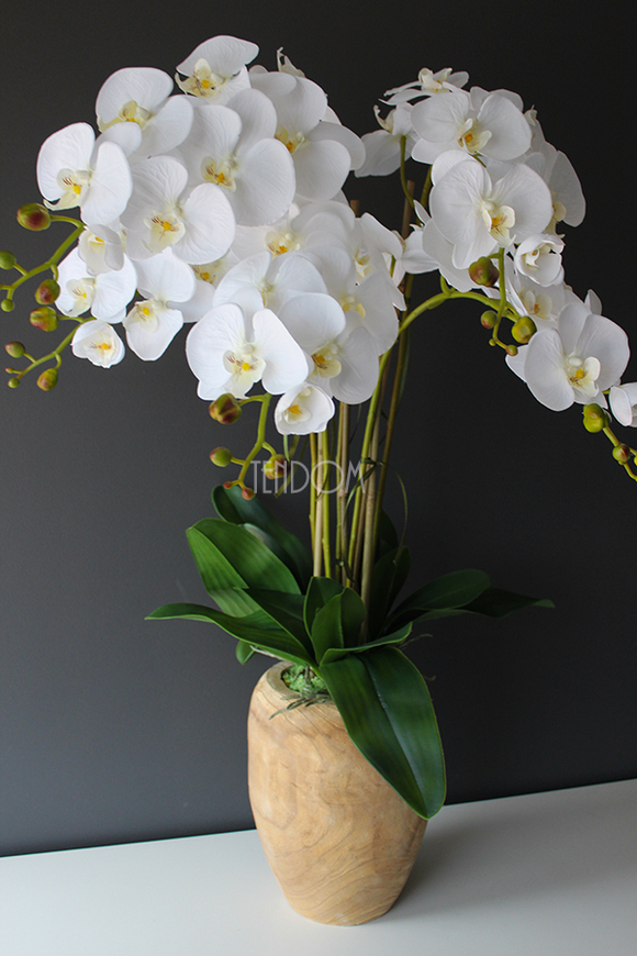 biały storczyk Wood w nowoczesnej, drewnianej donicy wys.90cm