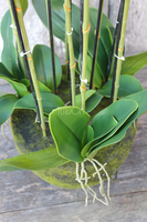 Andaluzja A storczyk sztuczny - wkład do donicy, wys.120cm