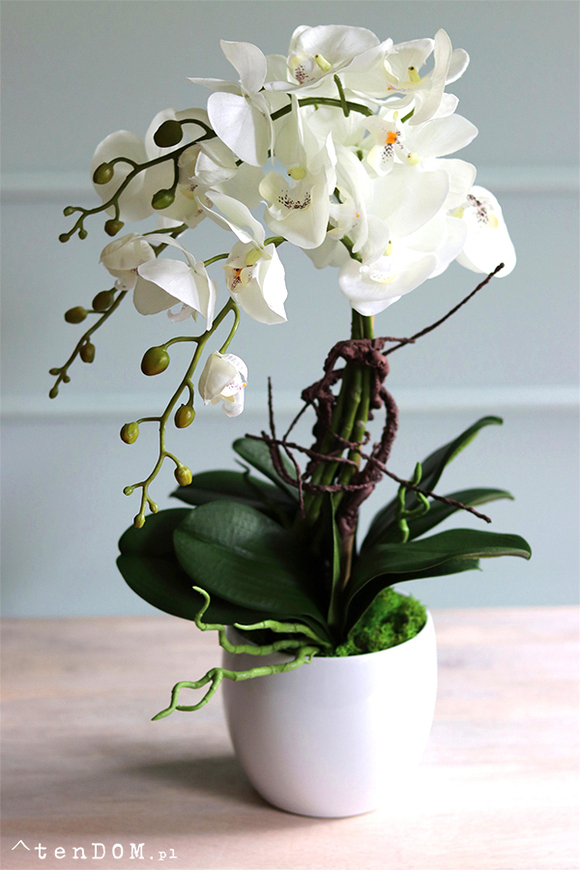 Bonti, storczyk ecru w białej donicy, wys.50cm 