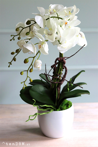 Bonti, storczyk ecru w białej donicy, wys.50cm 