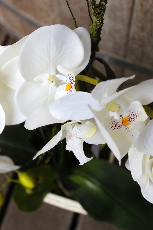 storczyk sztuczny Belladonna, wys.57cm