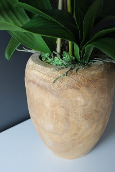 biały storczyk Wood w nowoczesnej, drewnianej donicy wys.90cm