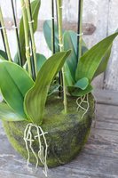 Andaluzja A storczyk sztuczny - wkład do donicy, wys.120cm