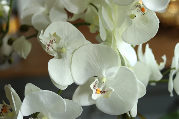 Cinderella Grey Big, elegancki storczyk w szarej donicy, wys.74cm 